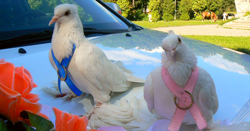 Определение пола ребенка с помощью голубей на свадьбе