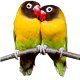 Птицы любви - символ дня всех влюбленных