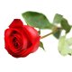День всех влюбленных - символ красная роза