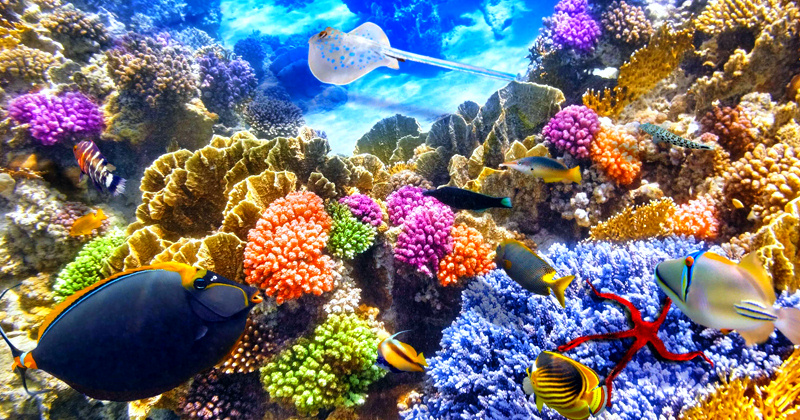 Коралловый риф - подводный мир