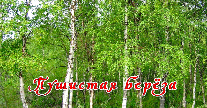 Betula Pubescens - береза пушистая