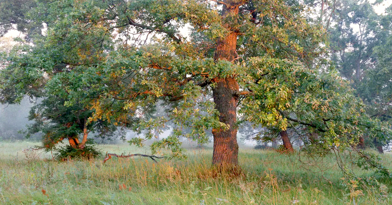 Дуб - священное славянское дерево
