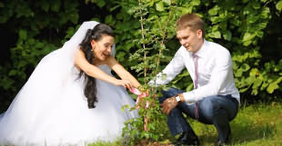 Посадка дерева