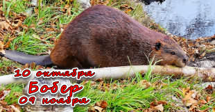 Знак зодиака Бобер