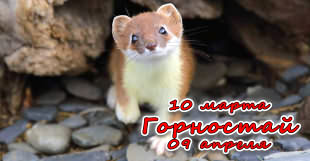 Горностай - зодиакальный знак