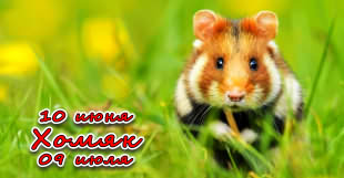 Хомяк - знак зодиака у славян