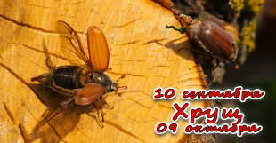 Славянский гороскоп - хрущ или майский жук