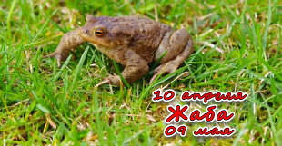 Славянский звериный гороскоп - Жаба