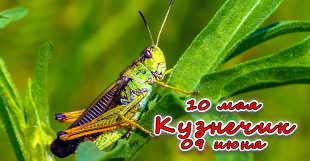 Зодиакальный знак Кузнечик в славянской астрологии