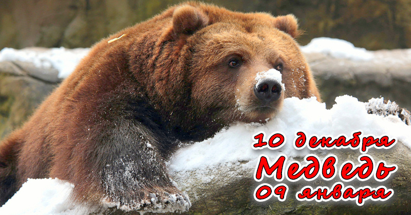 Зодиакальный знак Медведь в славянской астрологии
