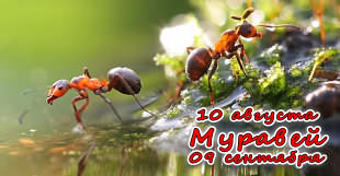 Муравей в славянской астрологии