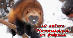 Росомаха - знак славянского гороскопа