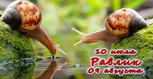 Зодиакальный знак Улитка