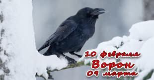 Знак зодиака Ворон у славян